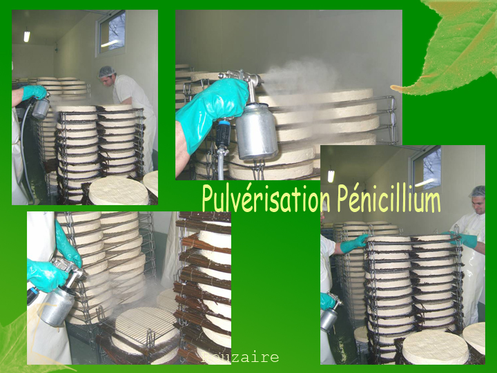 pulvérisation du pénicillium